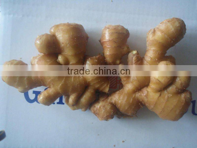New Yellow Ginger