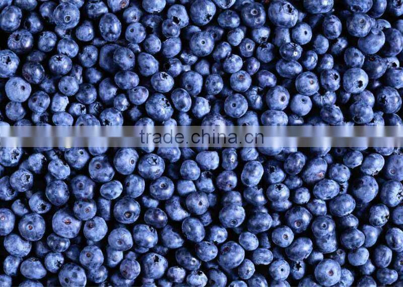 Blueberry extract proanthocyanidins