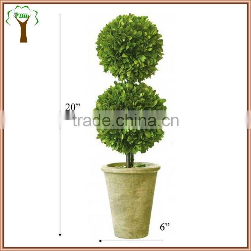 preserved double same size boxwood ball tree