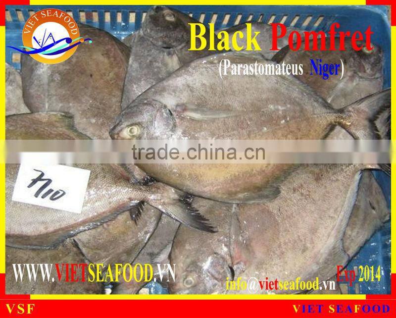 FROZEN BLACK POMFRET WHOLE ROUND