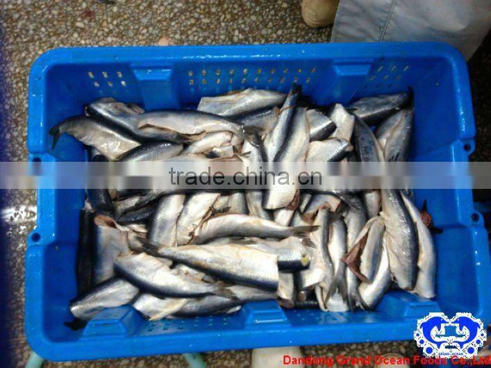 seafood frozen fresh herring fillet IQF