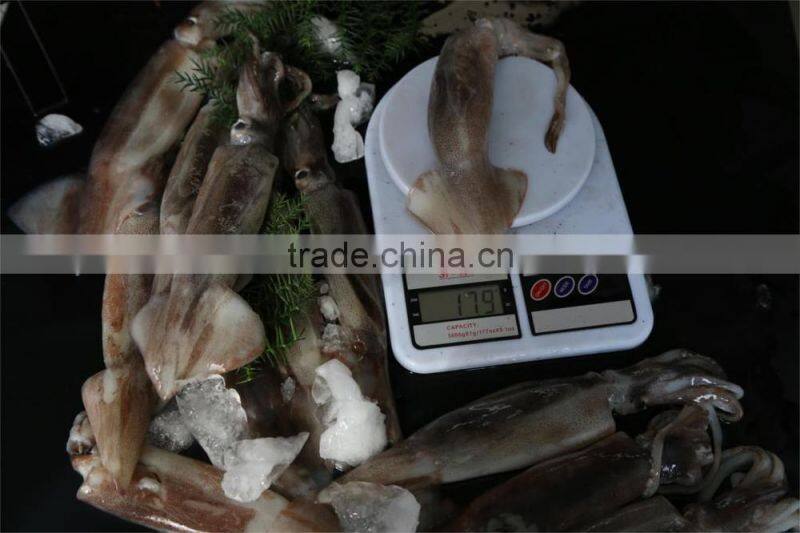 Frozen illex squid