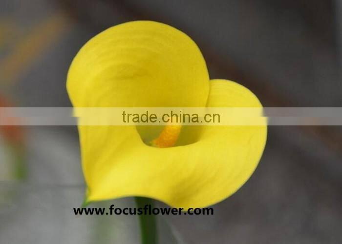 Fresh Cut Flower Yellow Calla Lily With High Quality And Reasonable Price For Wedding Table Centerpiece Decoration