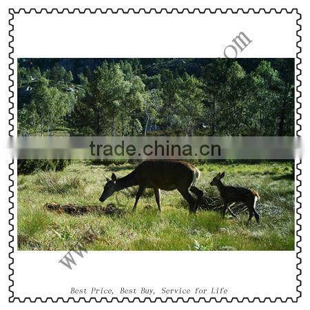 Ltl Acorn MMS IR Hunting Camera with 100 Degree Wide Angle