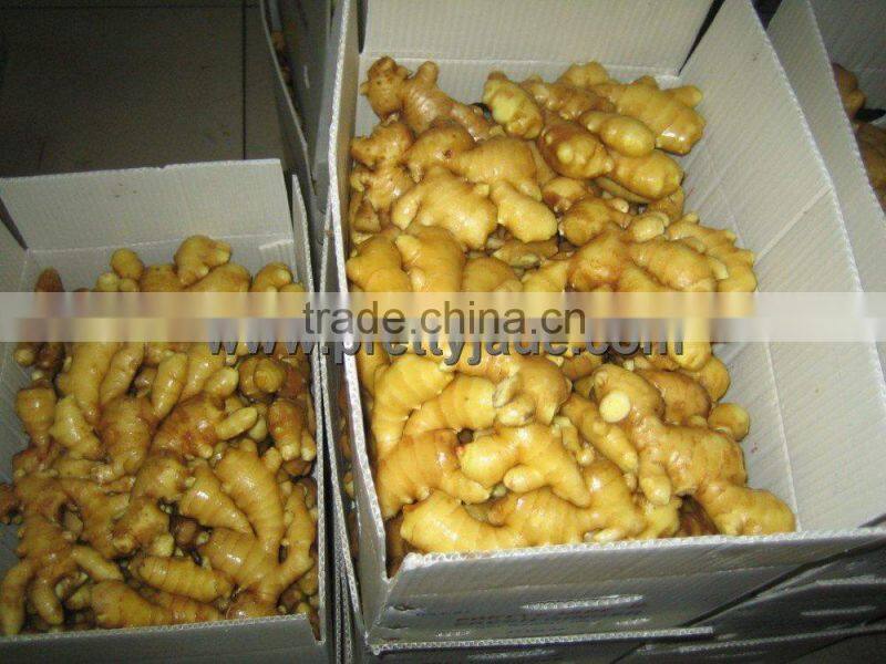 fresh ginger for sale