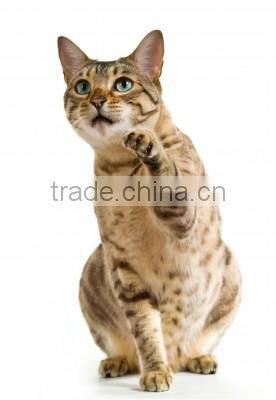 wholesale cat litter