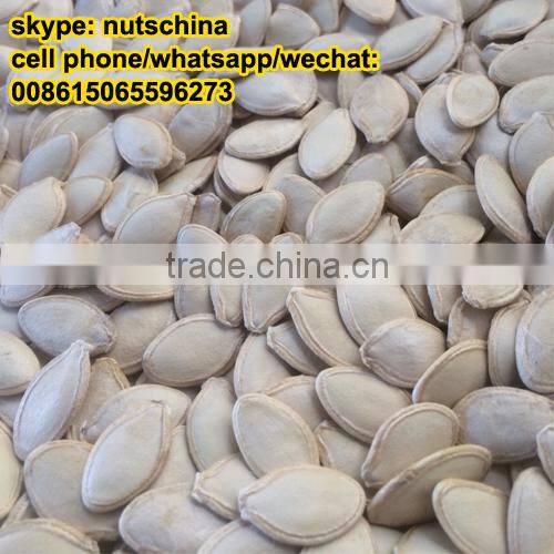 PUMPKIN SEEDS FOR IRAN UAE SAUDI ARABIA JORDAN RUSSIA 11cmup 13 cm up 11mm up 13 mm up