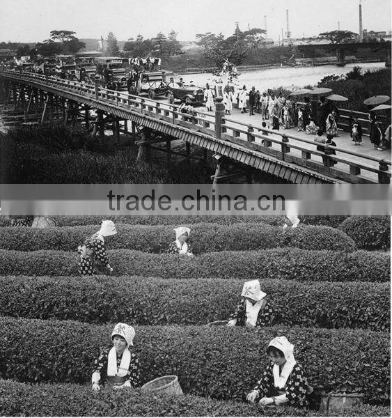 Premium benefit of green tea at reasonable prices