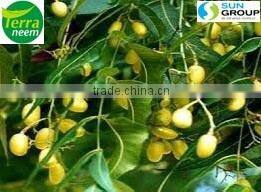 Pure & Natural Neem Oil Extraction
