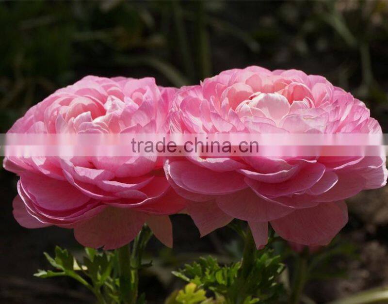 valentine's day wholesale good quality bright yellow fresh fan columbine from china