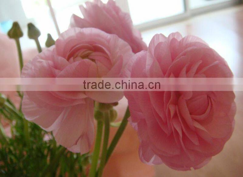 valentine's day wholesale good quality bright yellow fresh fan columbine from china