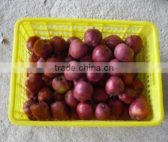 fresh red delicious apple 2015