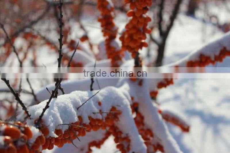 Wild sea buckthorn plants oil,sea buckthorn pulp oil factory