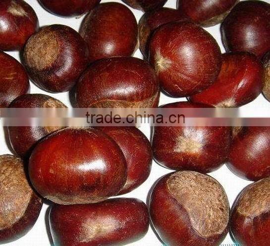 Good food bottom price fresh new crop chestnut