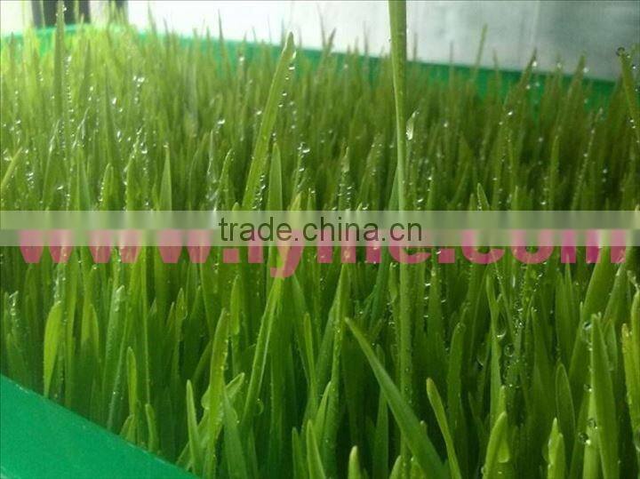 China wholesale Container Type barley sprouting machine
