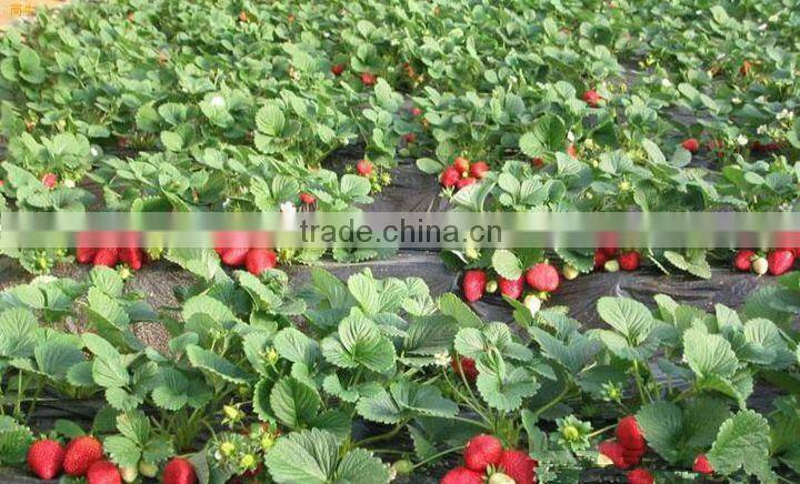 strawberry seedling nursery