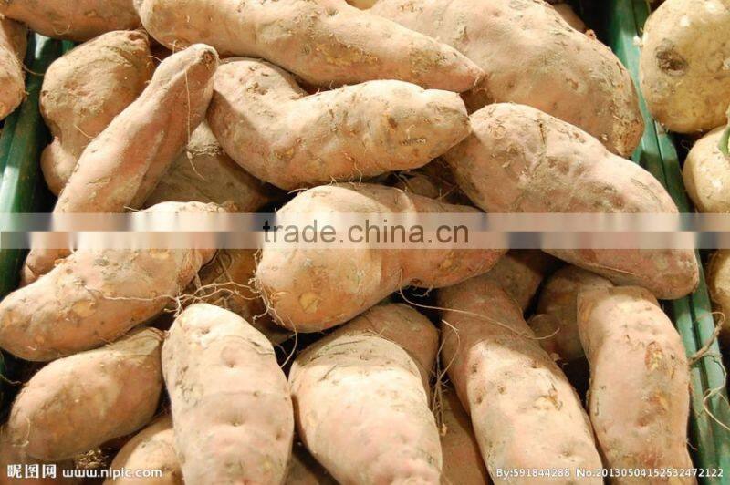 GL-380 Full Automatic Potato Vegetable and Fruit Washing and Peeling Machine