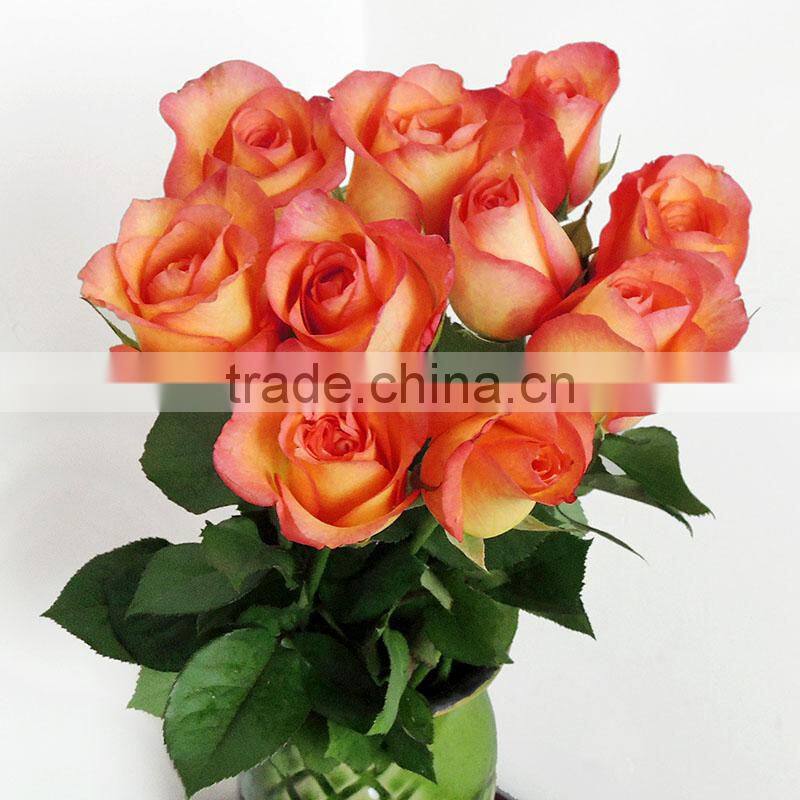 Supply good quality fresh cut natural rose flowers from plants base