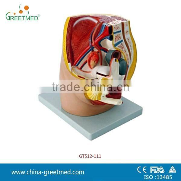 plastic male female pelvis anatomical model