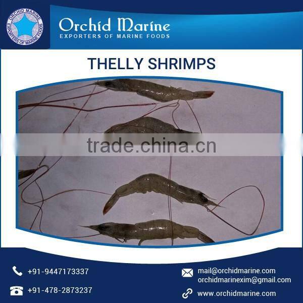 High Quality of Thelly Shrimps Available for Bulk Purchase
