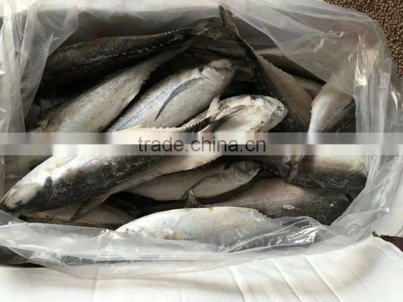 Whole Round Frozen Jack Mackerel