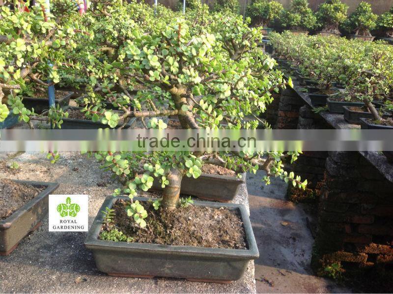 Portulacaria afra ( Jade plant) S shape