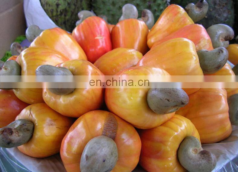 500kg /h Complete Cashew Nut Production Line/Cashew sheller processing machine