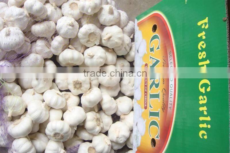 Fresh Garlic natural garlic White garlic