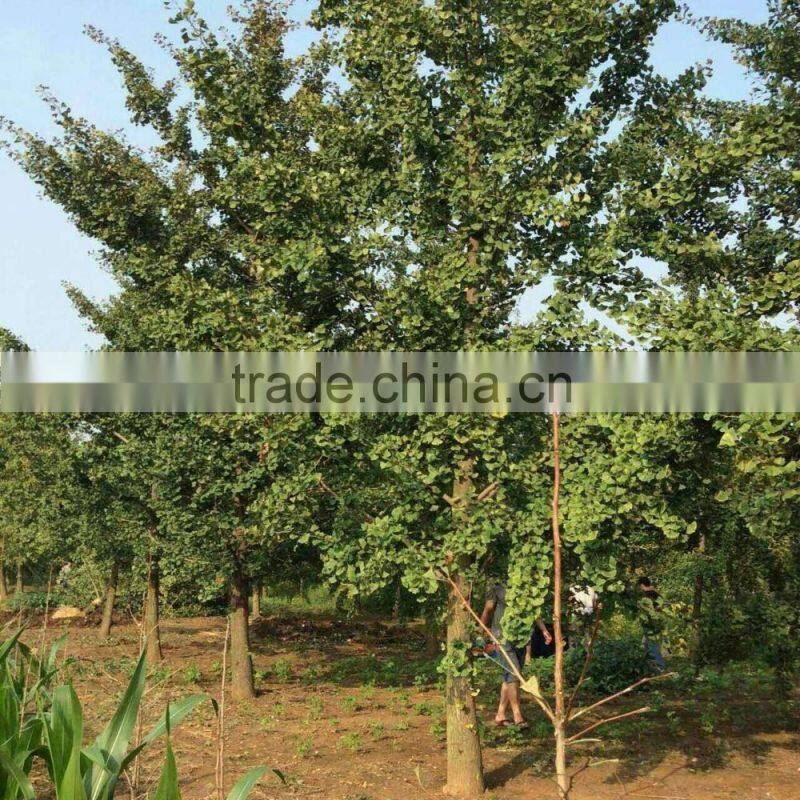 Ginkgo biloba L