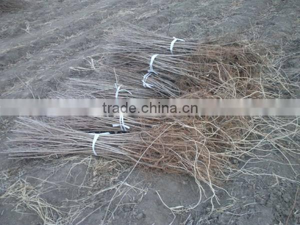 Ulmus pumila L. seedling