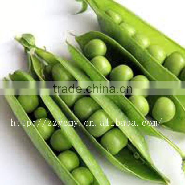 green peas for food canning
