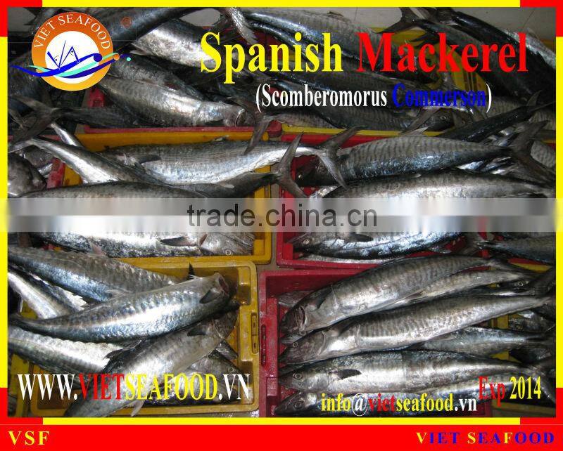 W/R FROZEN SPANISH MACKEREL