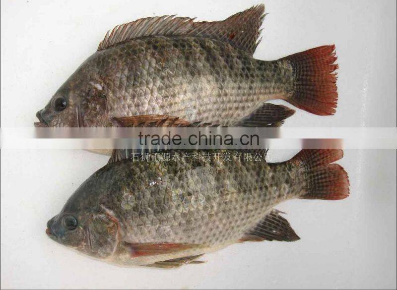 Best Quality Frozen Black Tilapia