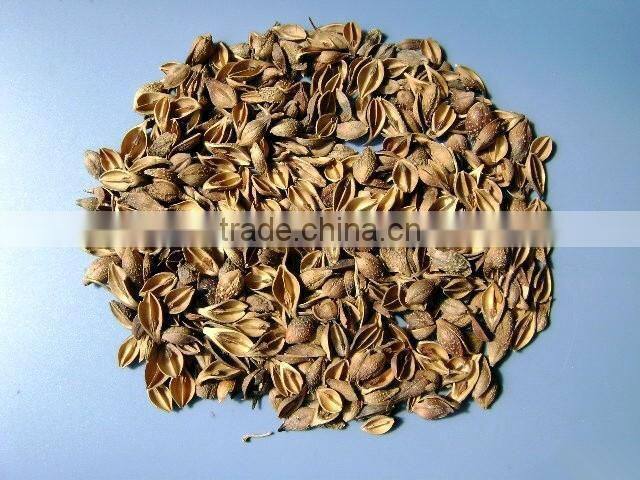 100% Pure and Natural Chinese Weeping Forsythia Herbal Oil
