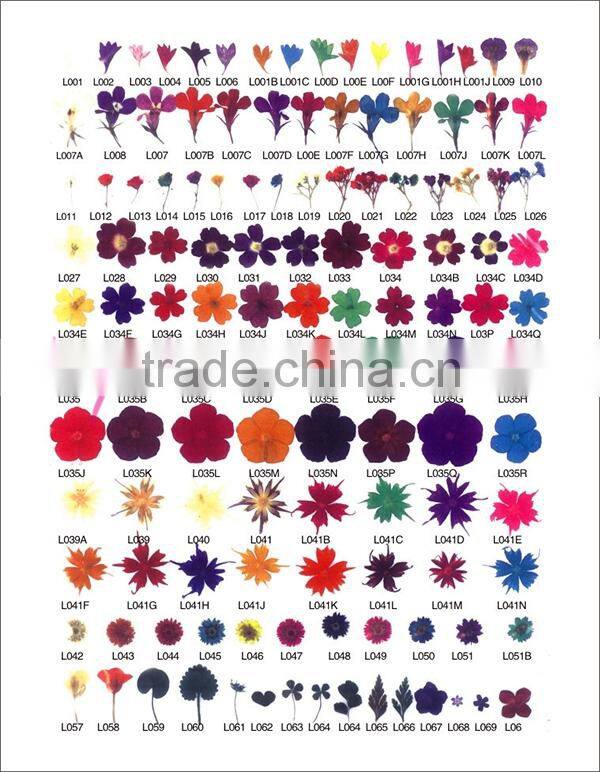 12 colors jar nail dry flower set,big nail art dry flower