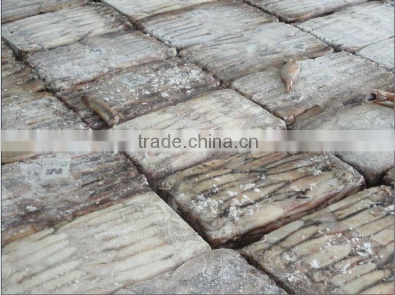 frozen whole round squid