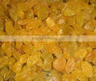 Gold raisin