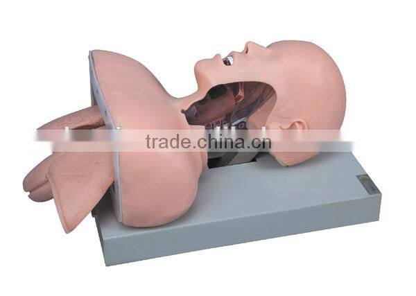 Trachea Intubation Training Model/teaching-use model/realia/manikin