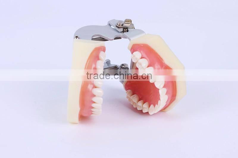 New Design Wholesale dental teaching model Standard Tooth Model of White Alundum Dentition Model