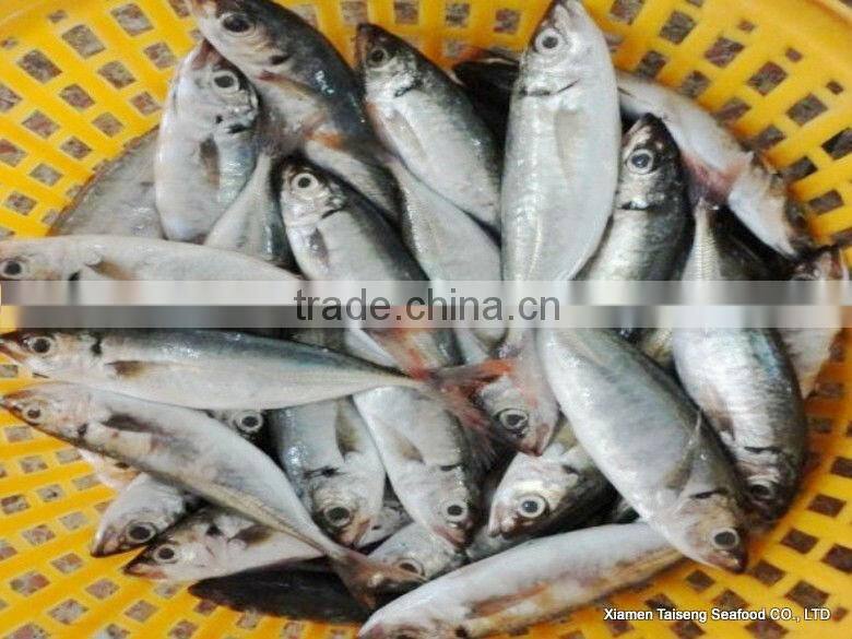Hot Sale Mackerel Fish 20CM + Frozen Horse Mackerel