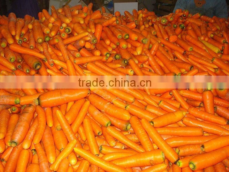 clean surface quality carrot