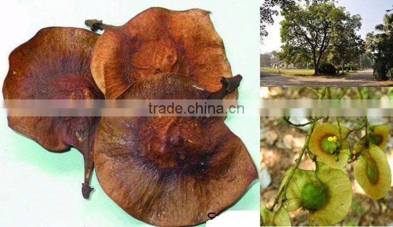 Indian Bija foretsry tree seeds Pterocarpus marsupium Rajasthan Asia