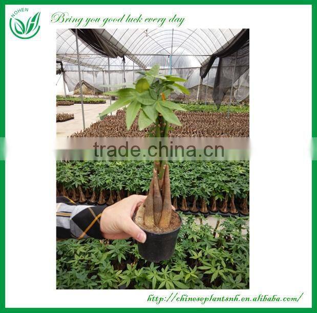 Natural Live Mini Money Tree