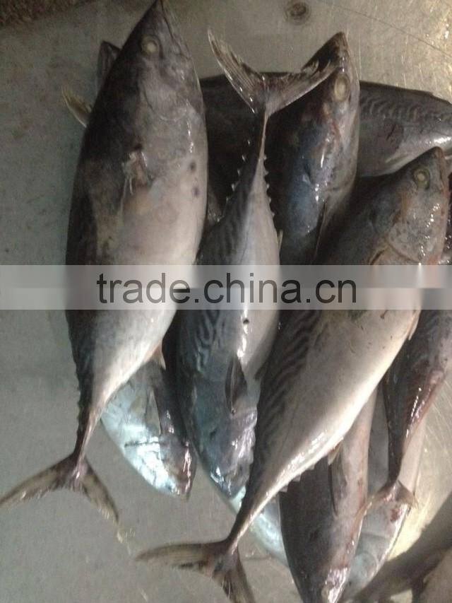 Frozen Bonito Tuna Fish