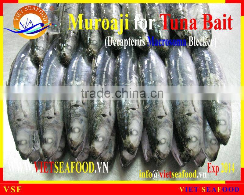 FROZEN MUROAJI FOR TUNA BAIT