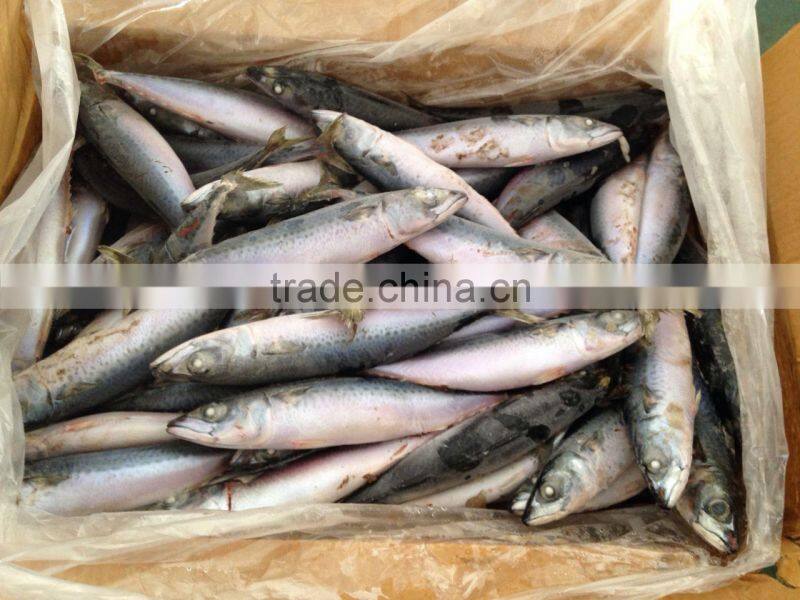 Frozen mackerel catched on 7.14 2.014