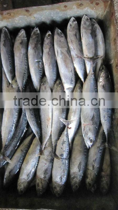 FROZEN BONITO FROM CHINA NEW ARRIVAL