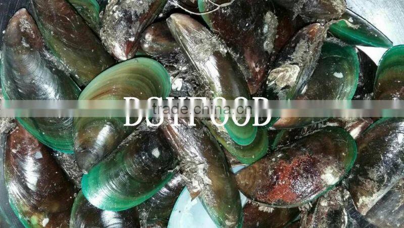 frozen green mussel