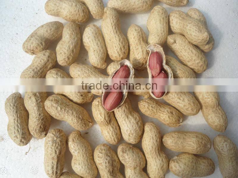 Roasted peanut in shells 11/13