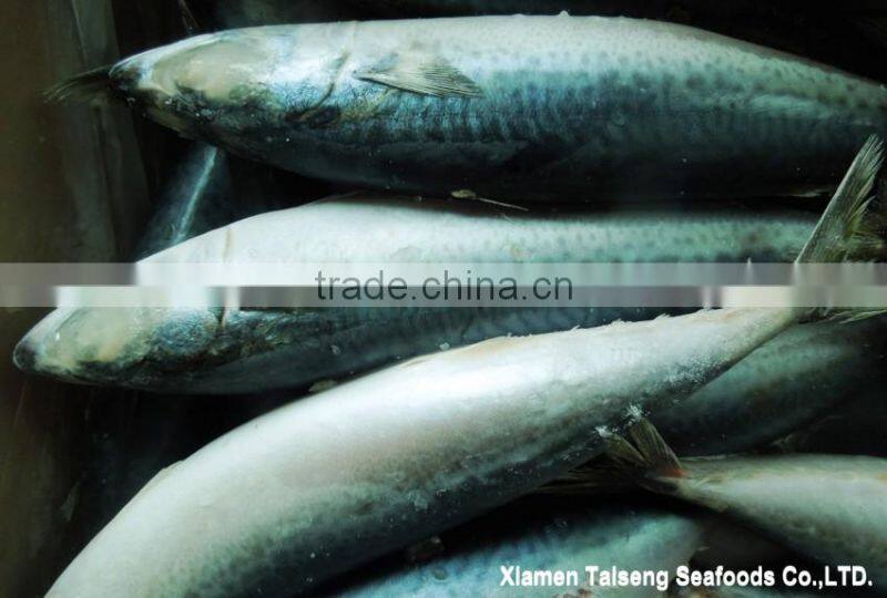 Pacific Mackerel Fish Whole Deep Frozen